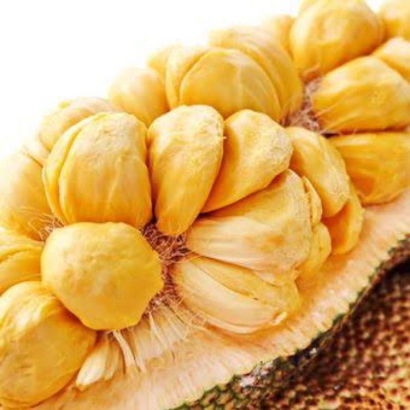 bibit buah nangka cempedak asli siap tanam