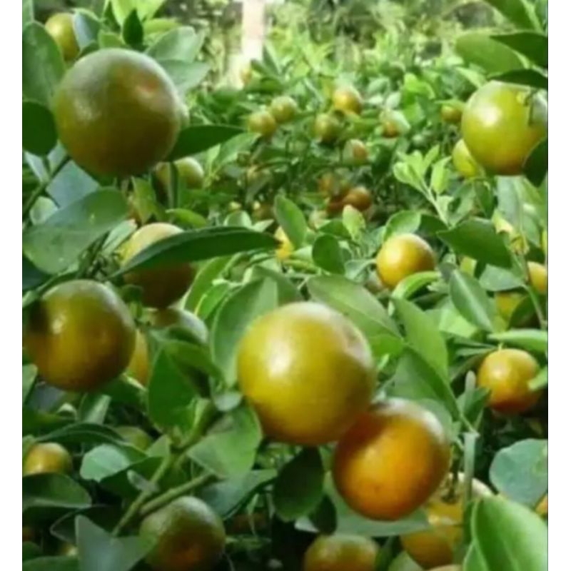 Tanaman jeruk sonkit