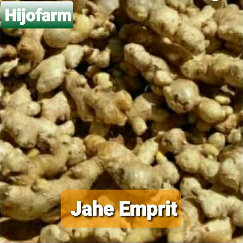 

Jahe Emprit Segar 500 Gr