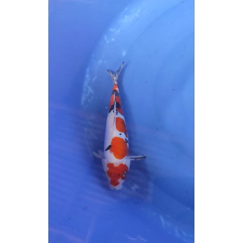Ikan Koi Showa Doitsu Ukuran 20-25 cm dan 26-30 cm
