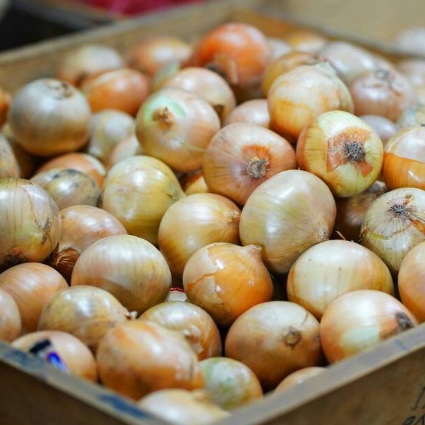 

YFO427 packingaman Bawang Bombay 5 gr