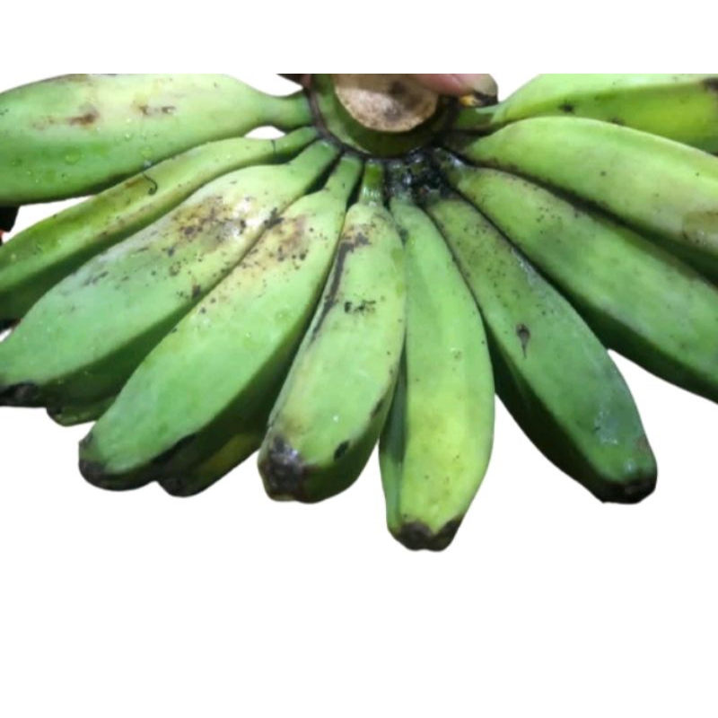

BIBIT PISANG KEPOK KUALITAS SUPER