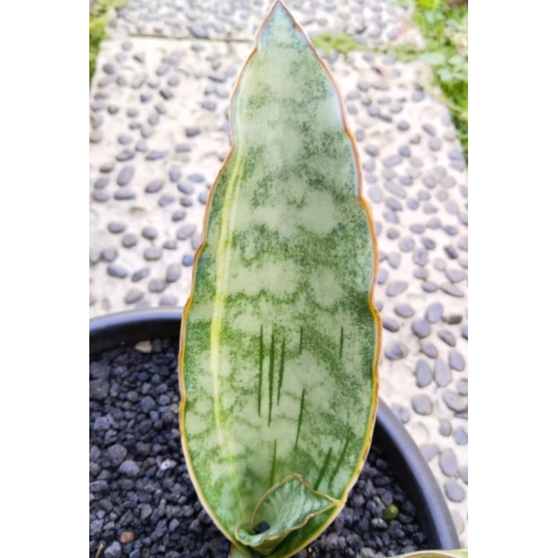 Sansevieria Dragon Jade varigata