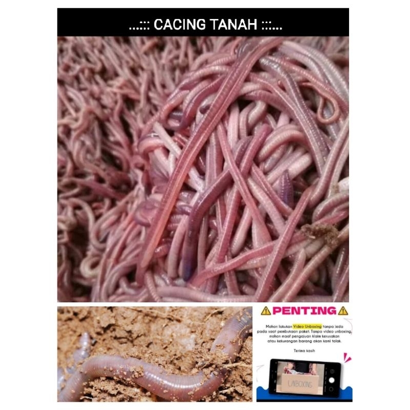 CACING TANAH HIDUP / PAKAN HEWAN / UMPAN MANCING / PAKAN / CEK DESKRIPSI