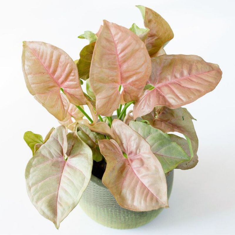 Syngonium Neon Robusta - Tanaman Hias Syngonium Pink