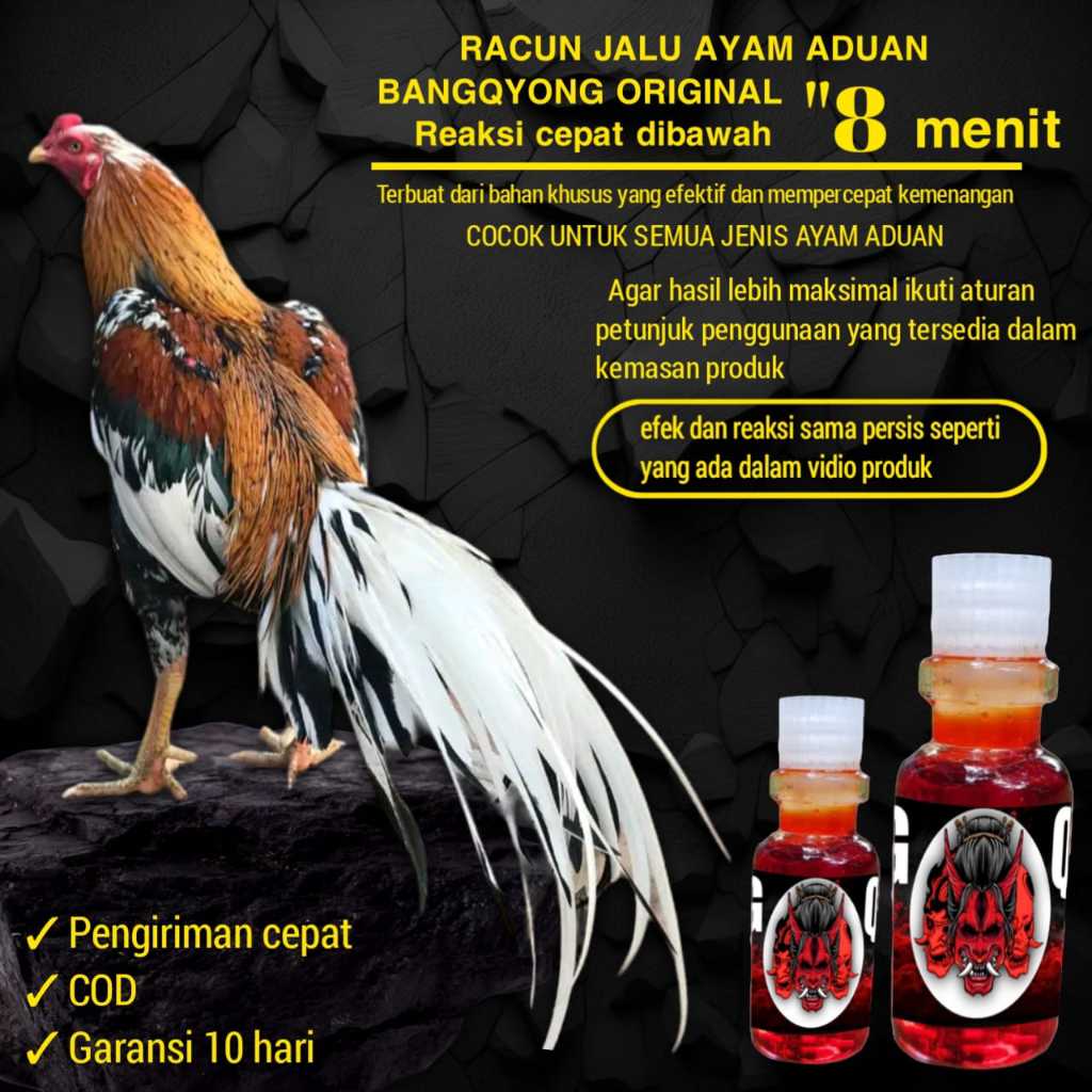 doping ayam bangkok pakhoy mangon pama aduan racun jalu jago tarung