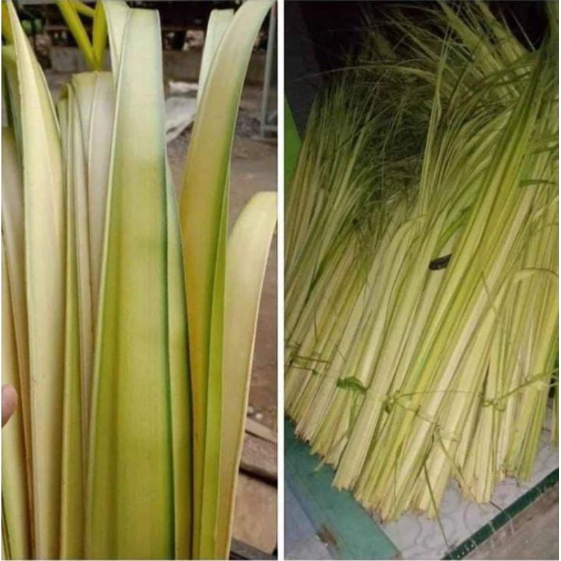 

JANUR KETUPAT FRESH MURAH LANGSUNG PETANI /10Lembar