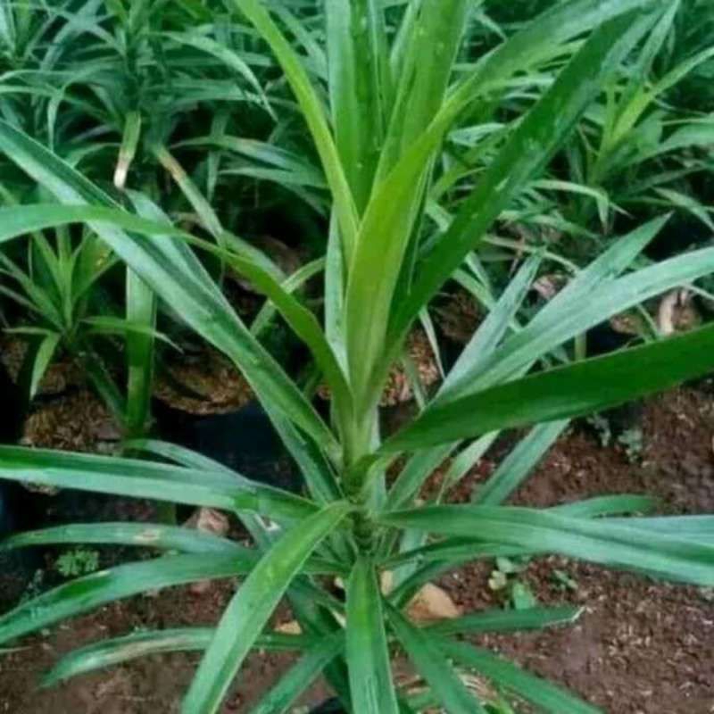 

Daun Suji Segar 200g Langsung Petik Dari Pohon