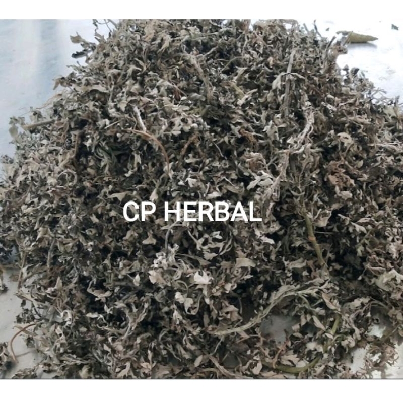 

daun baru cina kering 100gram mugwort