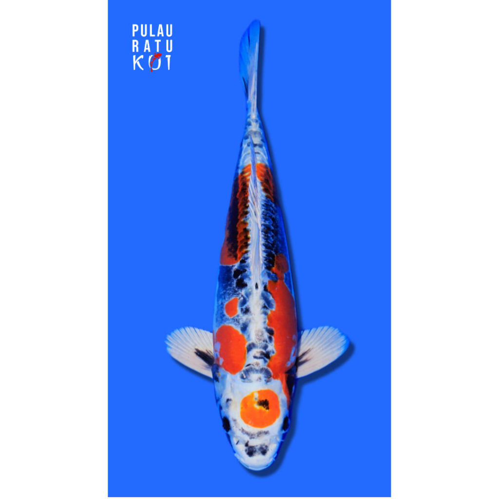 Maruten Beni kikokuryu 40 bu ozumi ikarashi farm male ikan koi import sertifikat breeder