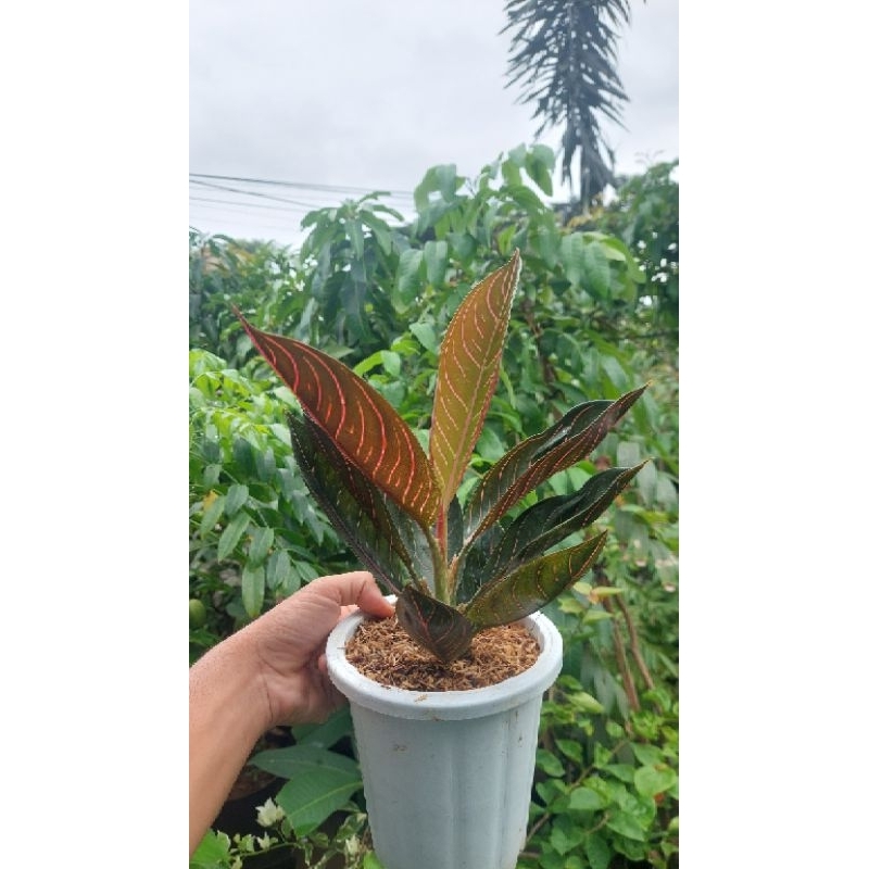 Aglonema Black Pos / Black Sumatra REAL PICTURE