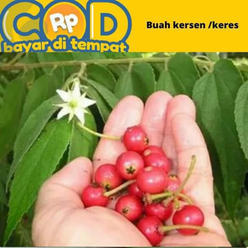 

Buah kersen atau talok atau seri