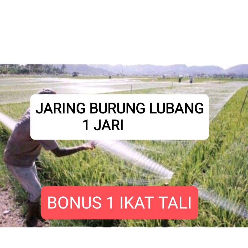 Jaring burung sawah lubang 1 jari  jaring burung emperit jaring burung Pipit sawah  jaring burung ke
