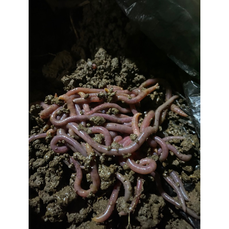 cacing tanah /umpan mancing