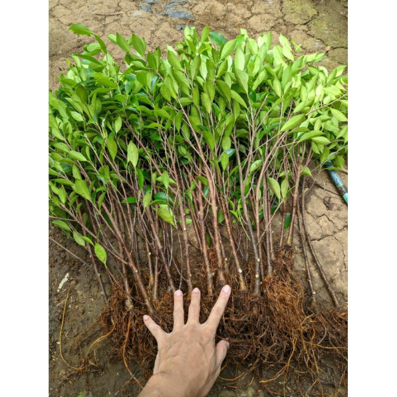Bahan bonsai beringin iprik preh