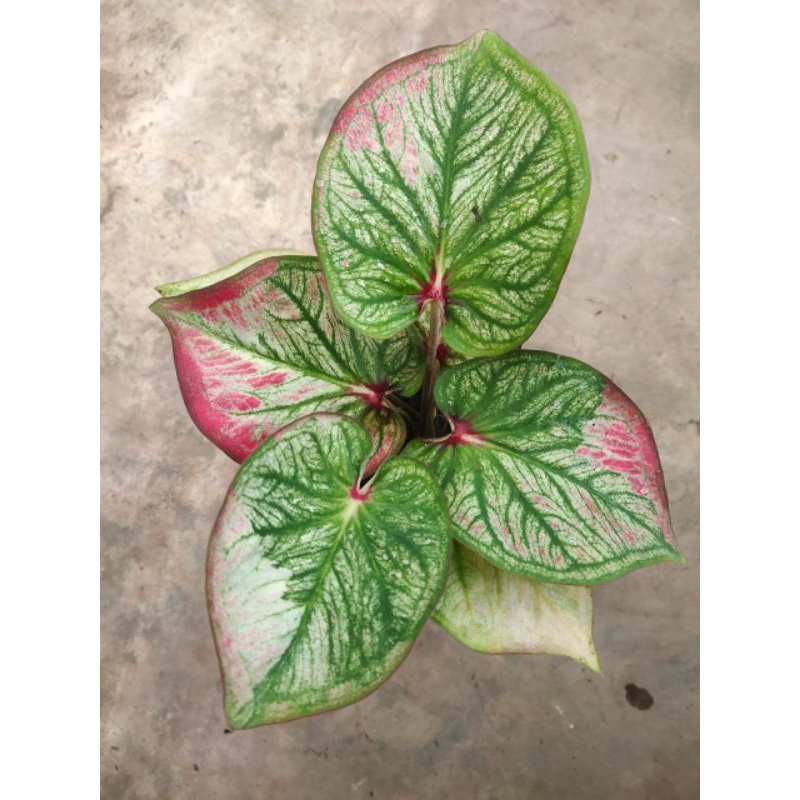 Caladium white varigata