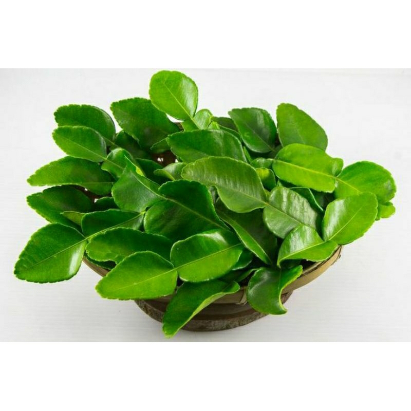 

Daun Jeruk Purut Segar Per Pack