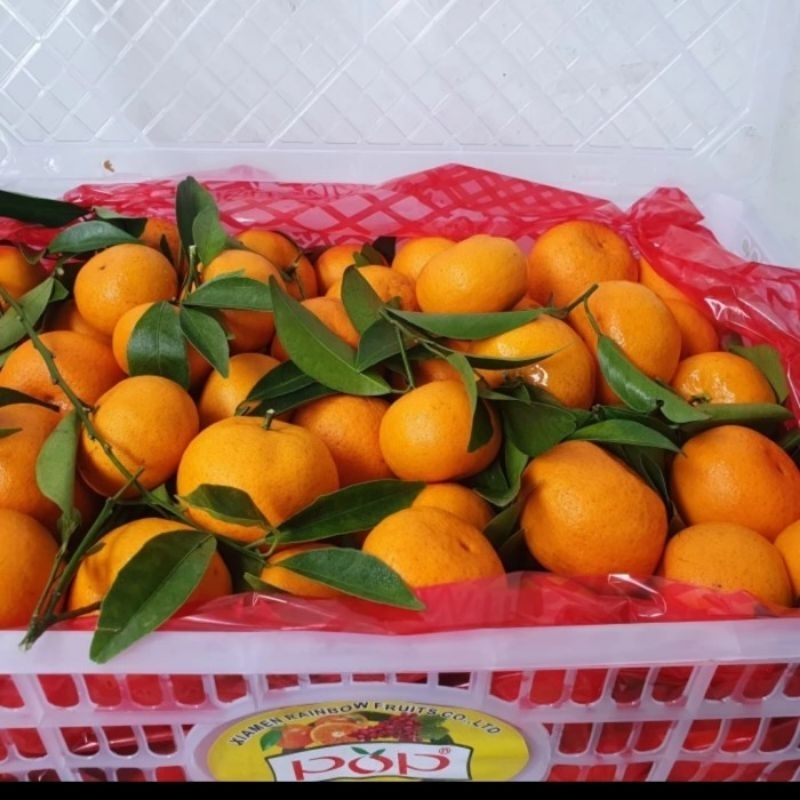 

Santang birma 1 krat / buah Santang Birma 1 dus isi 6 kg