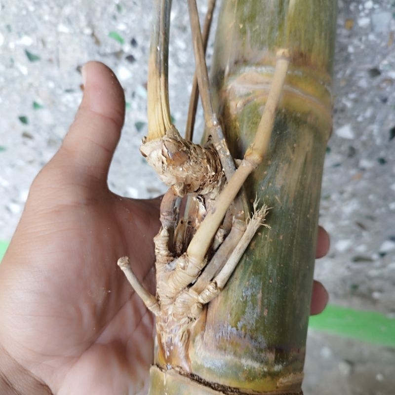 bambu unik bertuah petuk jalu