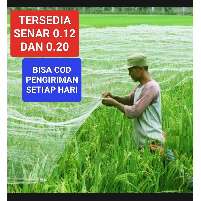 Jaring burung sawah panjang 100yds jaring burung pipit jaring burung emprit jaring padi jaring penga