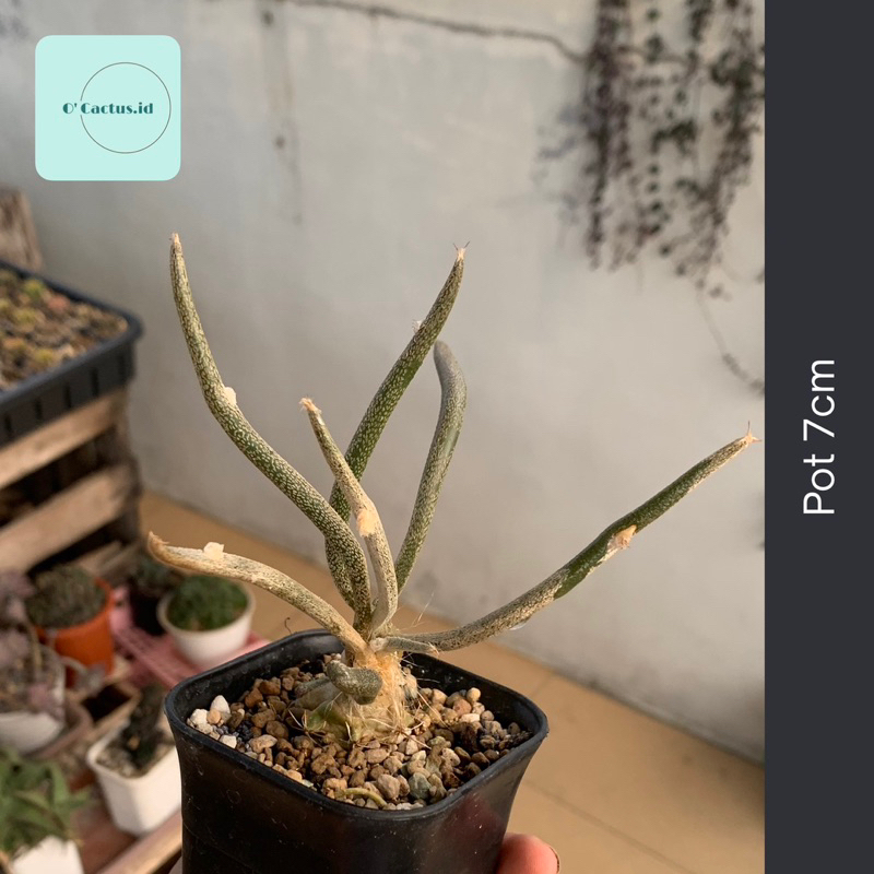 Astrophytum caput medusae medusa kaktus astro grafting tanaman hias hidup gurun indah hadiah gift ho