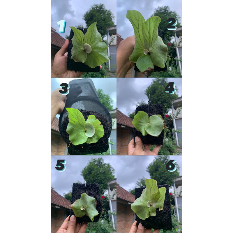 Platycerium/Simbar Elephantoties Silver