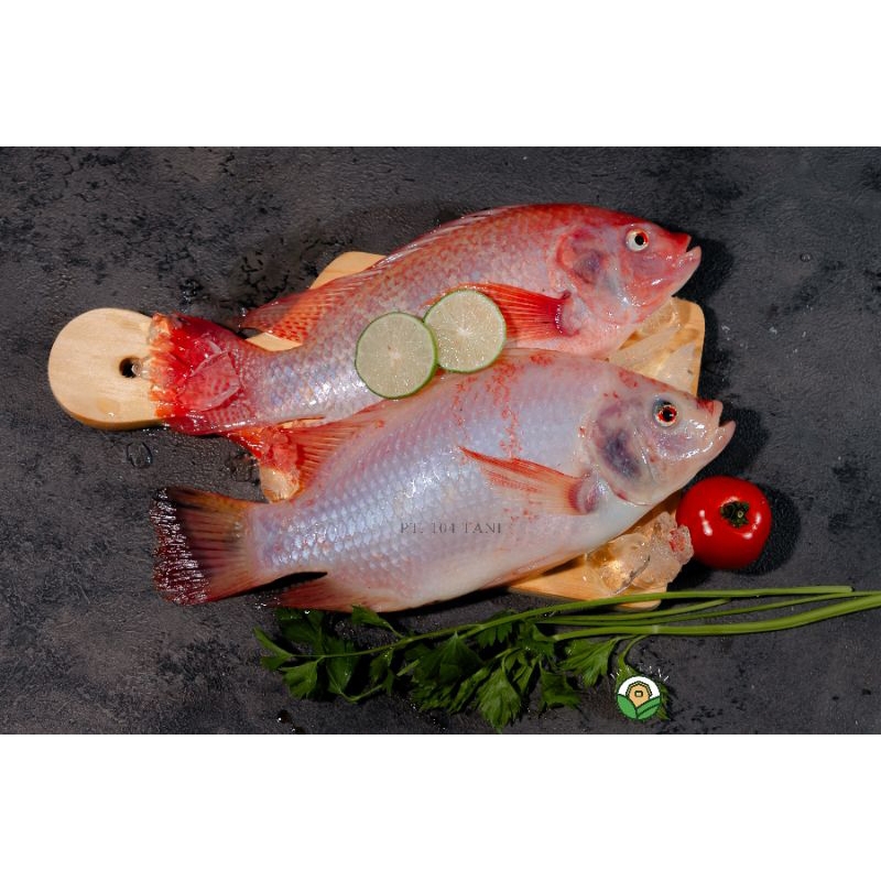 

Ikan nila Fresh