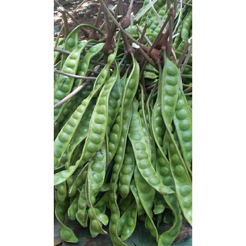 

petai / pete segar asli kuningan jawa barat ( isi 10 papan)