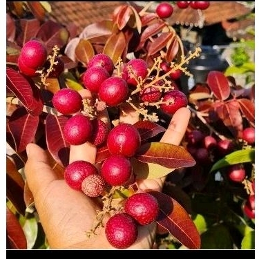 bibit/ pohon kelengkeng merah sudah siap berbuah