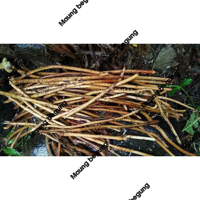 

Akar pinang segar dan muda dipetik ketika orderan masuk