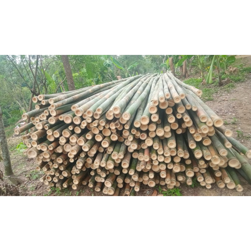 BAMBU TIANG COR 7-9cm PANJANG 6 METER