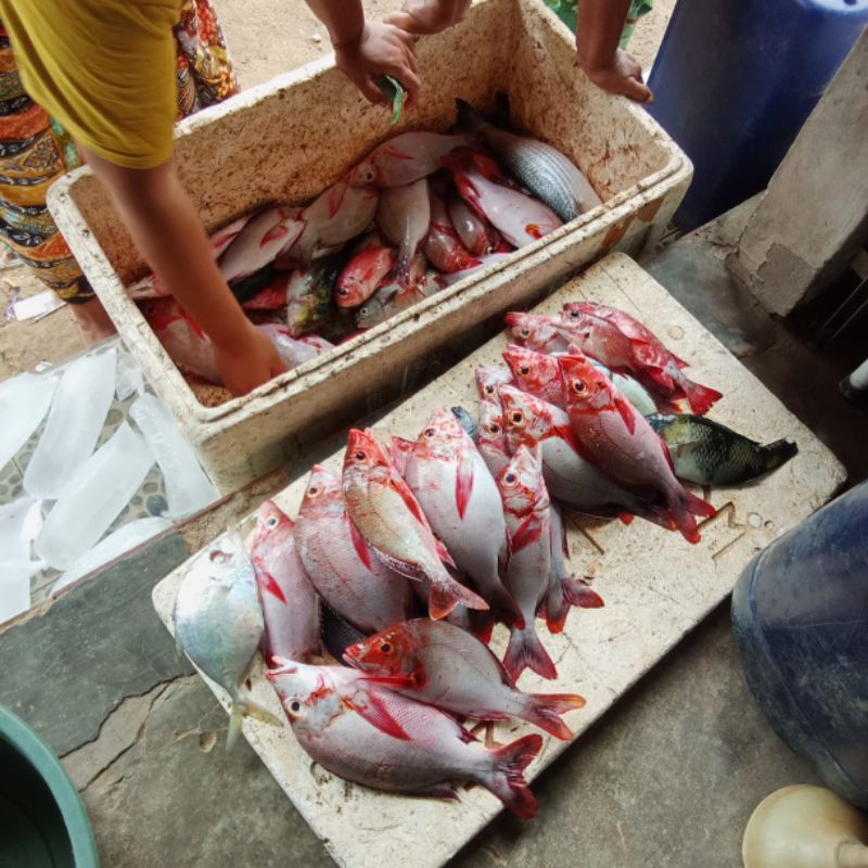 

ikan kakap merah