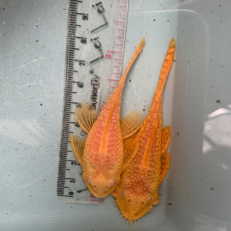 

stiker brushmout non slayer pair