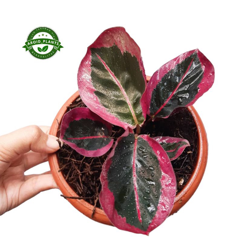 Tanaman Hias Calathea Cynthia Pink - Calathea Cynthia Pink