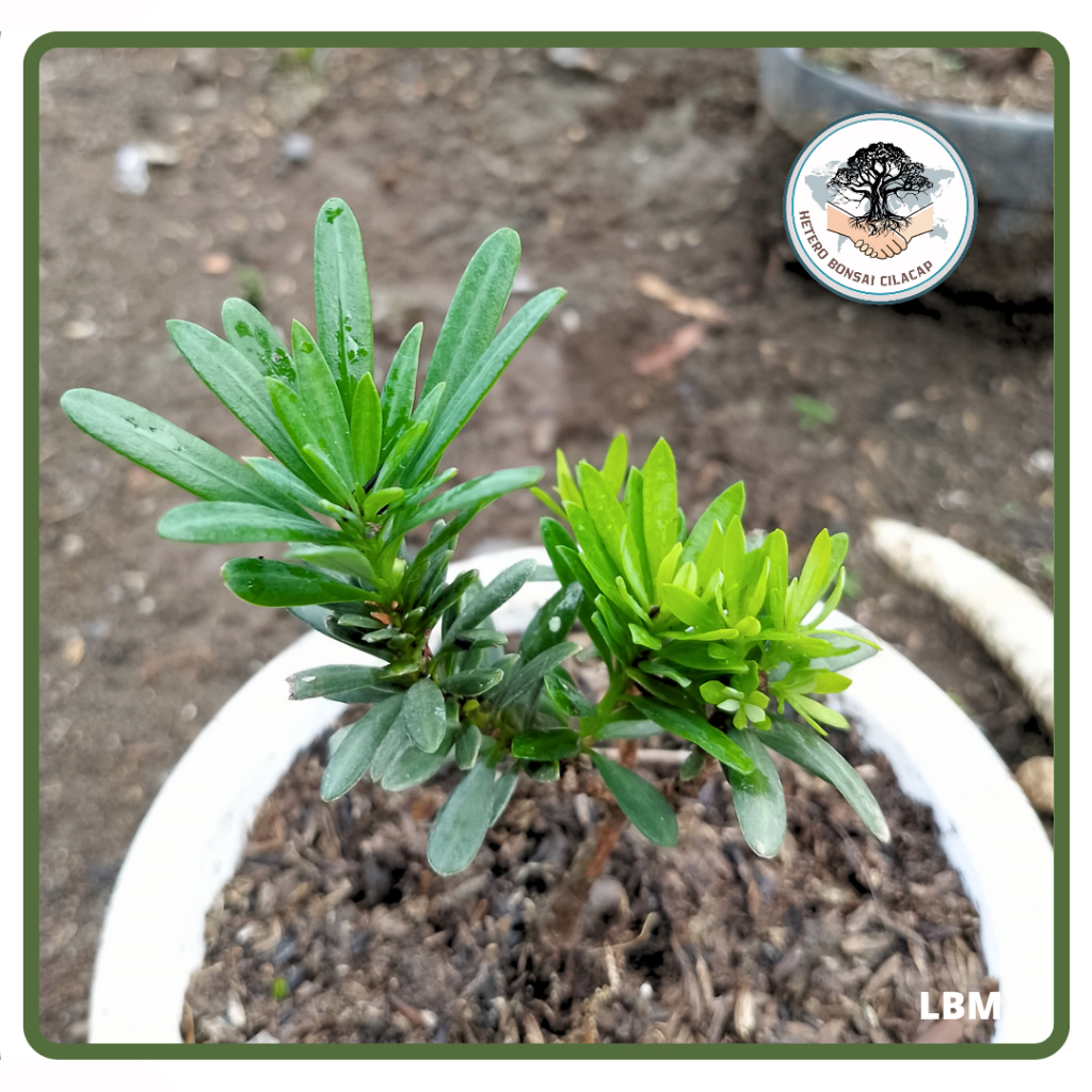 PROMO Bahan Bonsai Lohansung Brush Super Mikro Hasil Stek