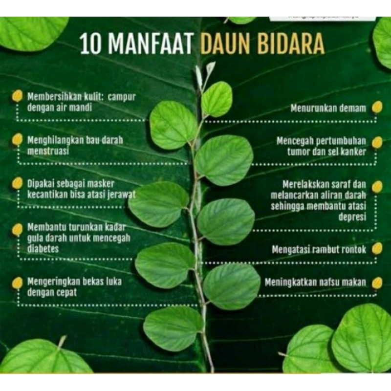 

20 helai DAUN BIDARA MURNI SEGAR DI PETIK KETIKA ADA YANG PESAN FRESH PETIK)