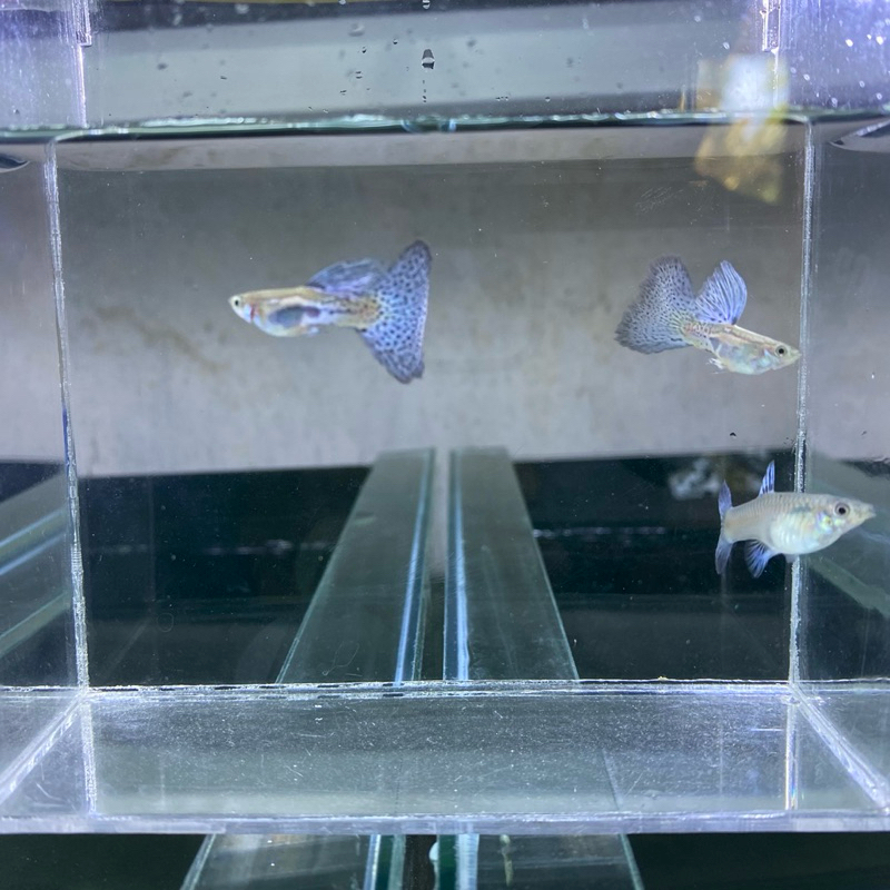 BLUE GRASS KOLAMMINI_GUPPY