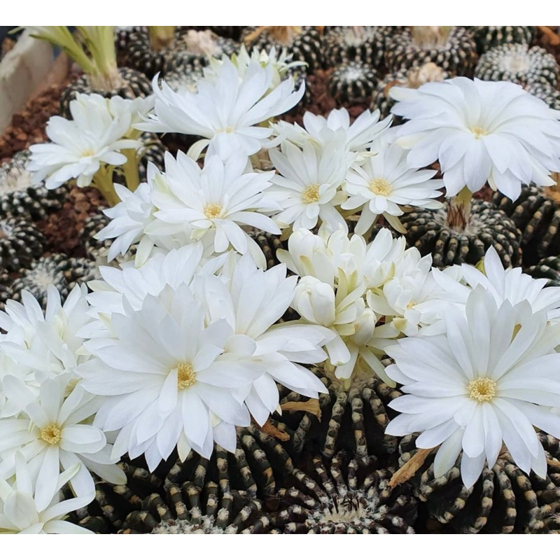 DISCOCACTUS HORSTII / KAKTUS IMPORT / BIBIT KAKTUS / KAKTUS OWNROOT