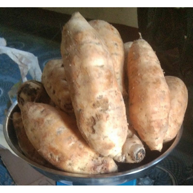 

Ubi Cilembu
