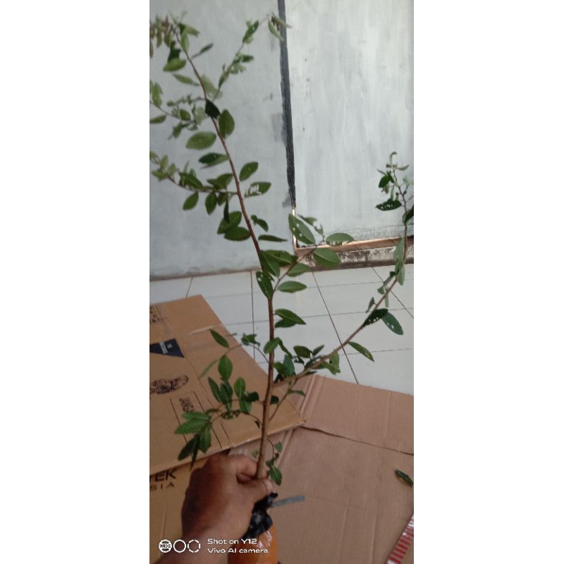 bibit ulmus mikro cangkok 30-50cm