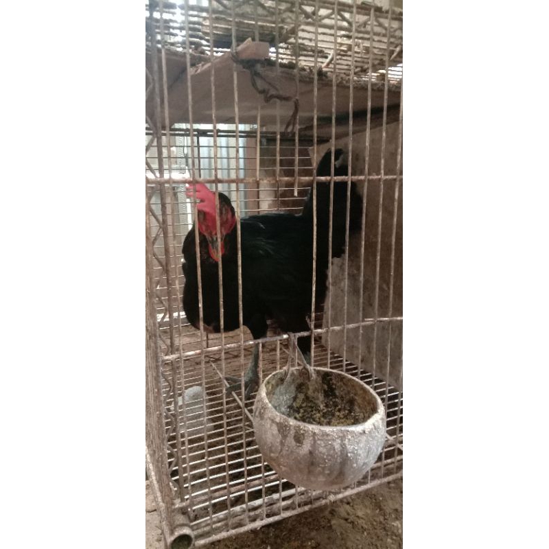 biang ayam pelung ayam pelung