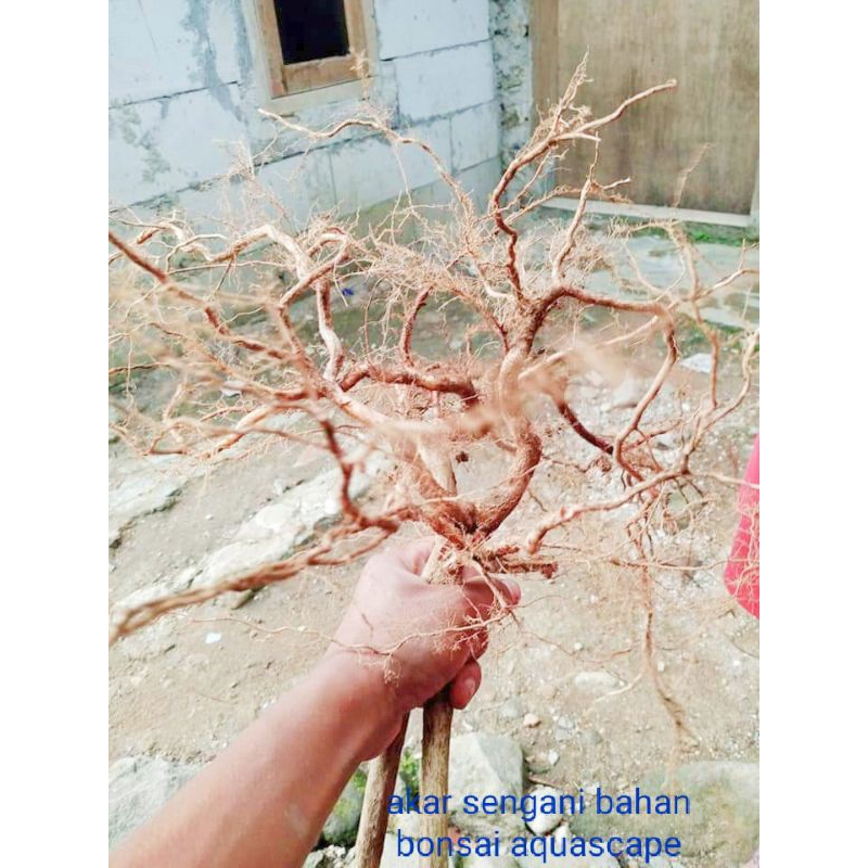akar kayu sengani aquascape