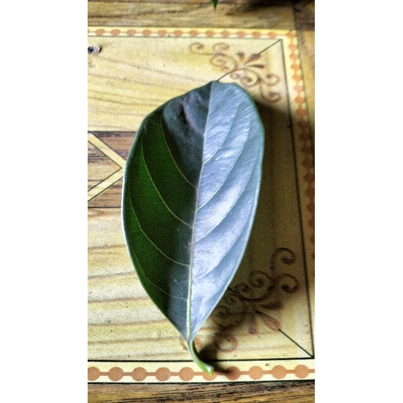 

daun nangka fresh
