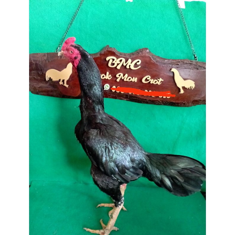 Telur fertil Ayam pakhoy bulbi lar kumbang.ayam bangkok kumbang.ayam kumbang ayam bulbi ayam plucker ayam ganoi ayam bangkok ori thailand ayam aseel ayam laga ayam petarung ayam bangkok ori thailand ayam teknik ayam plucker