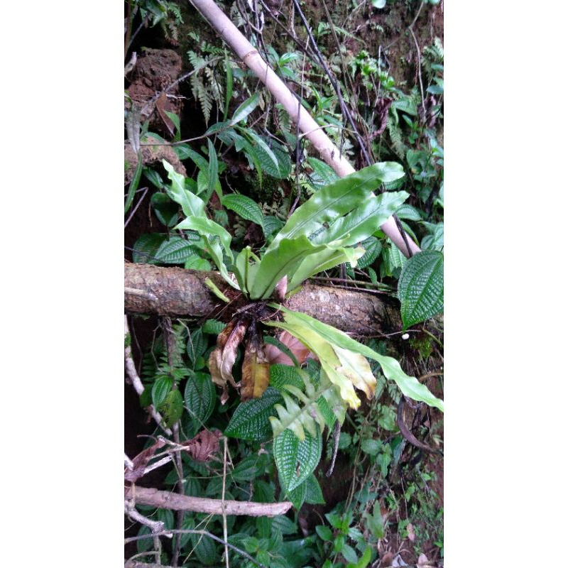 POHON KADAKA || kadaka hutan || kadaka dasi ||kadaka sarang burung || kadaka murah || Kadaka hias