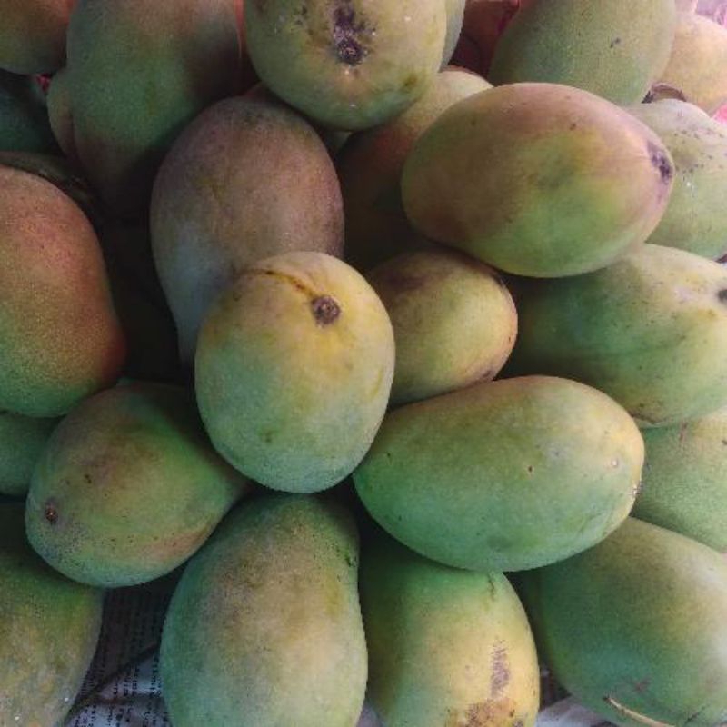 

Mangga/Buah Harumanis