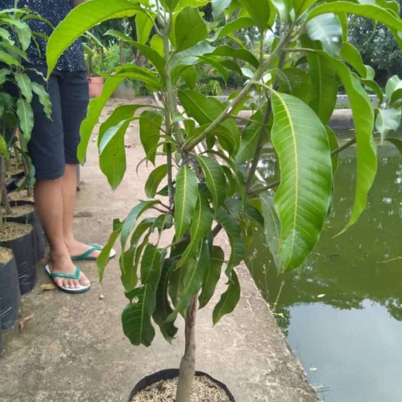 Bibit Mangga Mahatir Batang Besar Spesial Live