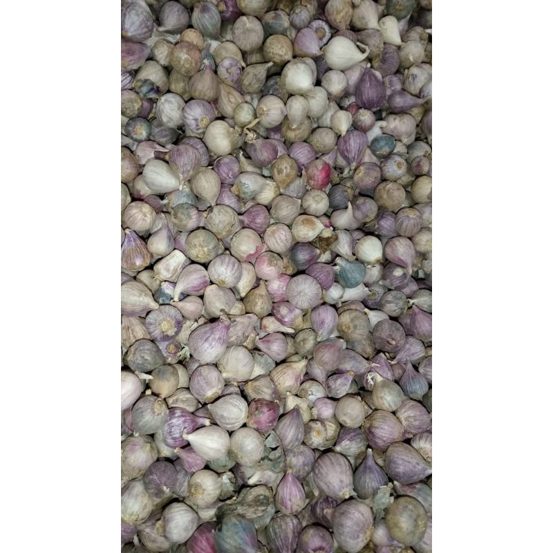 

Bawang Putih Tunggal 1 KG Super Kecil
