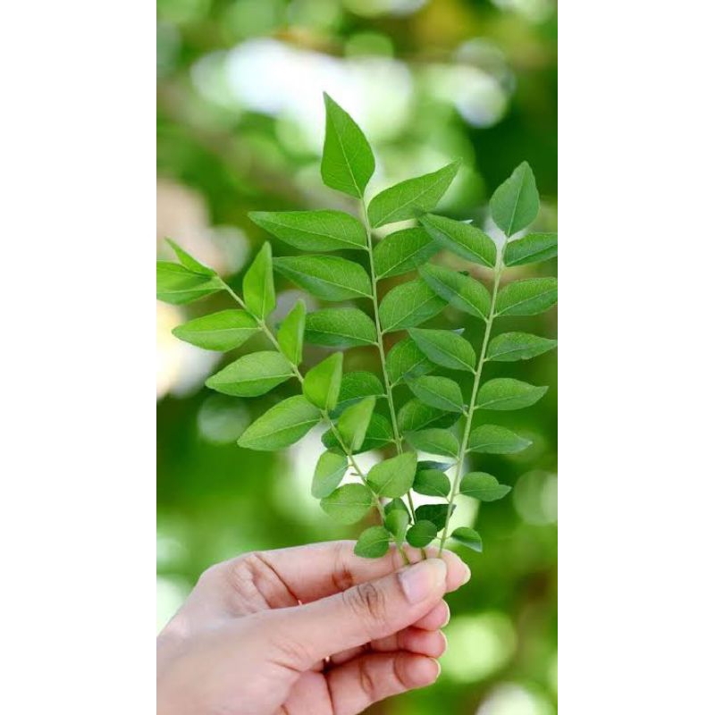 

Daun kari segar/Daun salam koja /Daun kare segar /Fresh curry leaf/Daun temurui 3000 (10 ruas tangkai)