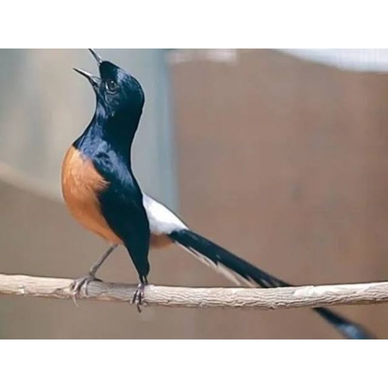 Murai Batu Lepas Trotol